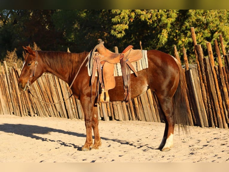 Quarter horse américain Jument 15 Ans 147 cm Rouan Rouge in camp Verde AZ