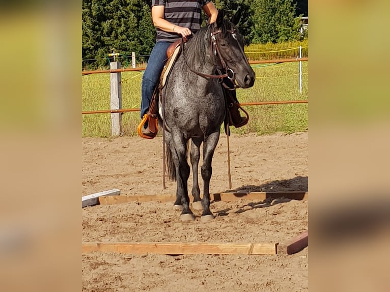Quarter horse américain Jument 15 Ans 148 cm Rouan Bleu in Osnabrück
