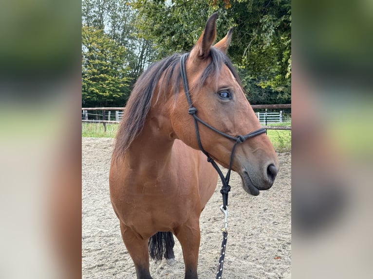 Quarter horse américain Croisé Jument 15 Ans 149 cm Bai in Alsdorf