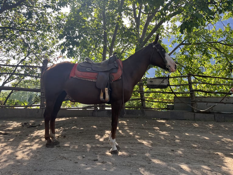 Quarter horse américain Jument 15 Ans 149 cm Pinto in Braone