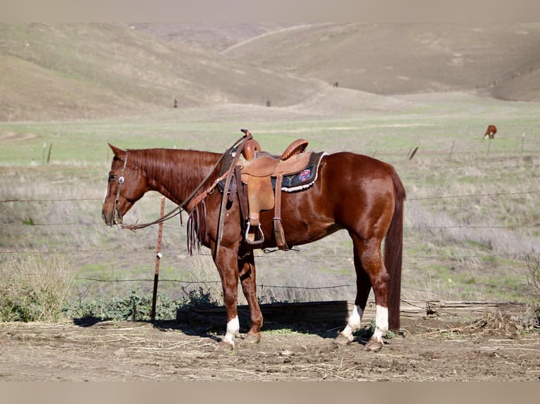 Quarter horse américain Jument 15 Ans 150 cm Alezan brûlé in Bitterwater CA