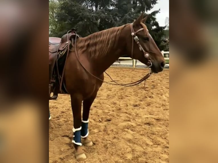 Quarter horse américain Jument 15 Ans 150 cm Alezan in Hausen