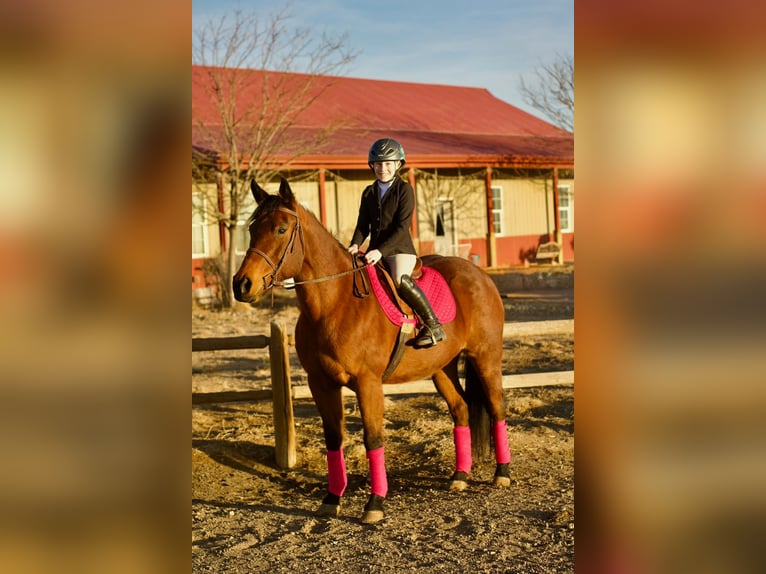 Quarter horse américain Jument 15 Ans 150 cm Bai cerise in Fort Collins