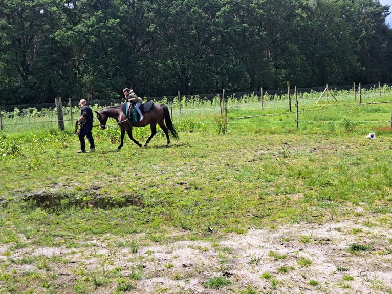 Quarter horse américain Jument 15 Ans 150 cm Bai in Dessel