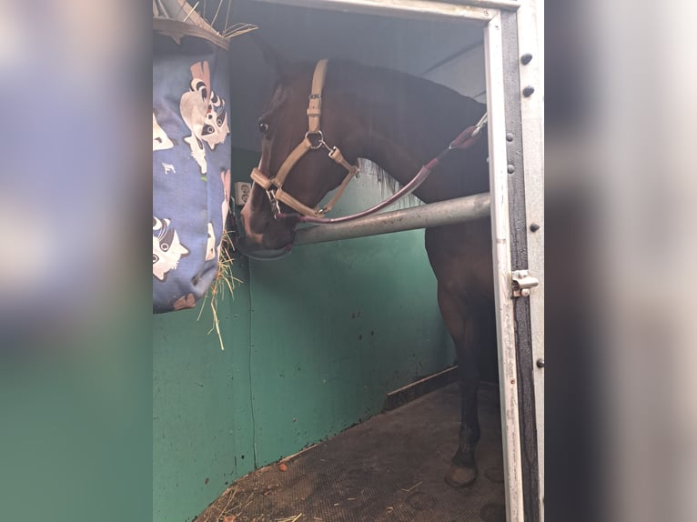 Quarter horse américain Jument 15 Ans 150 cm Bai in Dessel