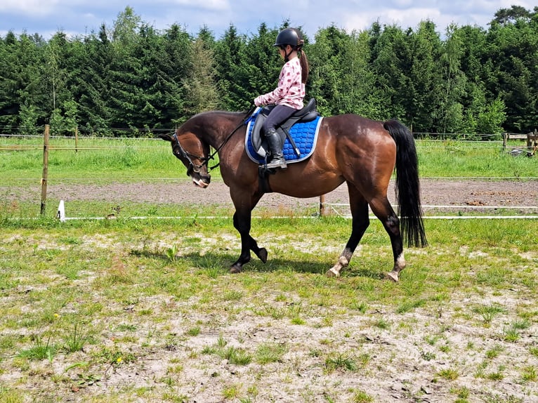 Quarter horse américain Jument 15 Ans 150 cm Bai in Dessel