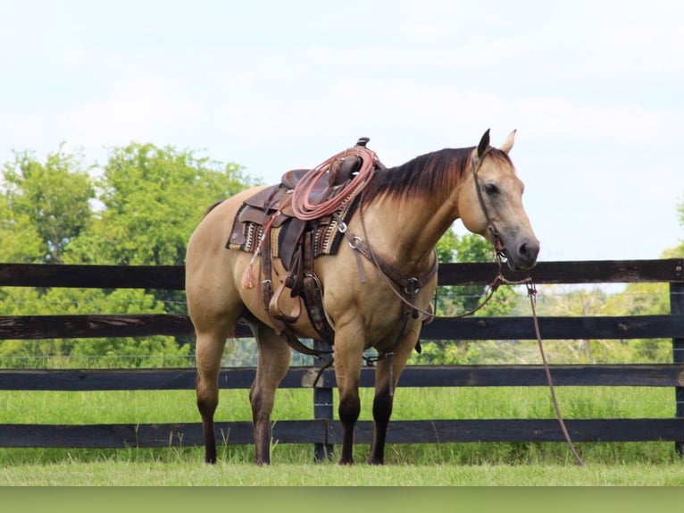 Quarter horse américain Jument 15 Ans 150 cm Buckskin in Kennard