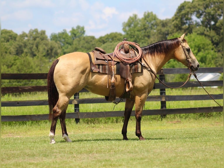 Quarter horse américain Jument 15 Ans 150 cm Buckskin in Kennard