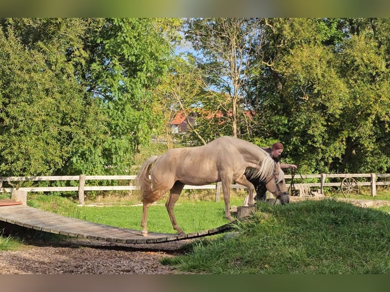 Quarter horse américain Jument 15 Ans 150 cm Palomino in Landolfshausen