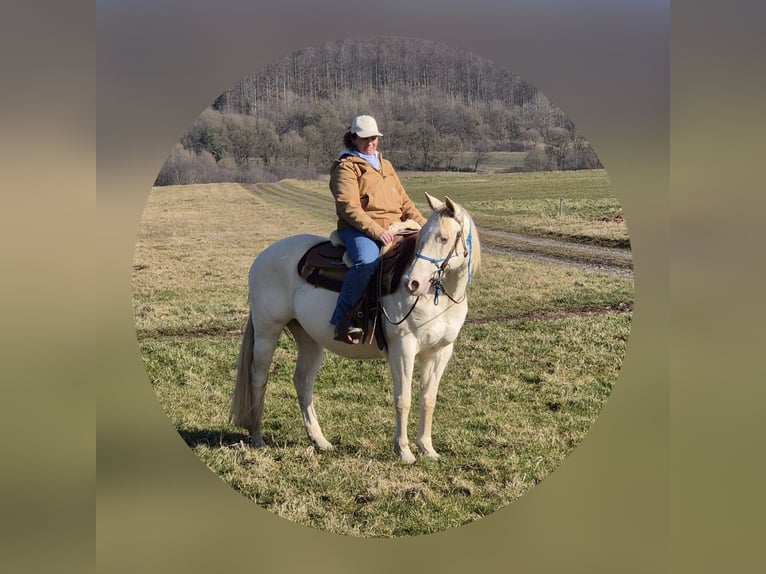 Quarter horse américain Jument 15 Ans 150 cm Perlino in Tann