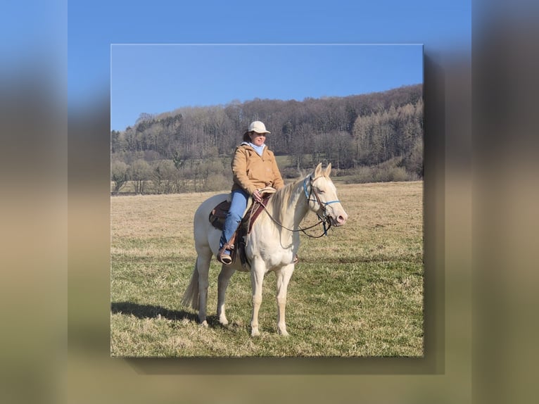 Quarter horse américain Jument 15 Ans 150 cm Perlino in Tann