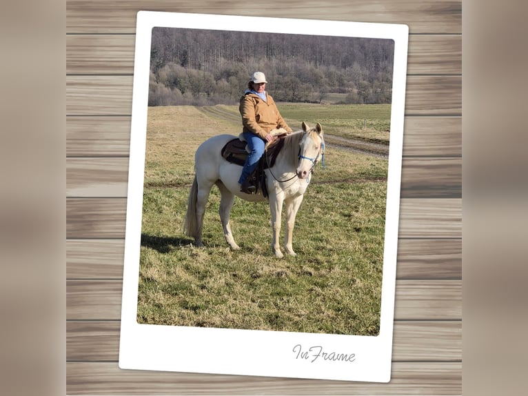 Quarter horse américain Jument 15 Ans 150 cm Perlino in Tann