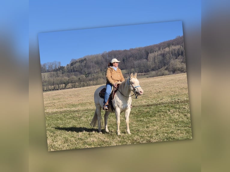 Quarter horse américain Jument 15 Ans 150 cm Perlino in Tann