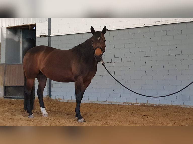 Quarter horse américain Jument 15 Ans 151 cm Bai in Wermelskirchen