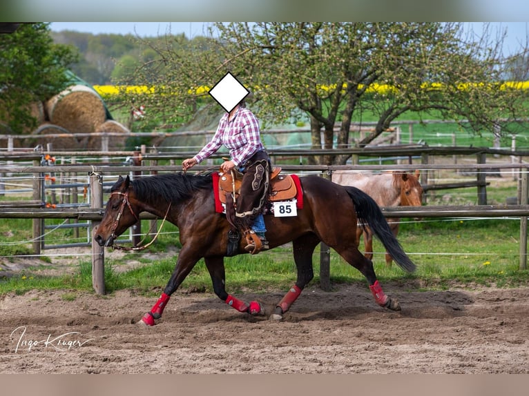 Quarter horse américain Jument 15 Ans 151 cm Bai in Seevetal