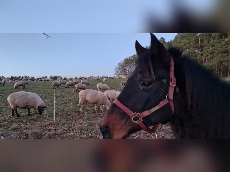 Quarter horse américain Jument 15 Ans 151 cm Bai in Seevetal