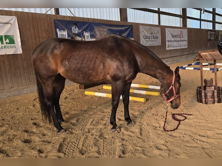 Quarter horse américain Jument 15 Ans 151 cm Bai in Seevetal