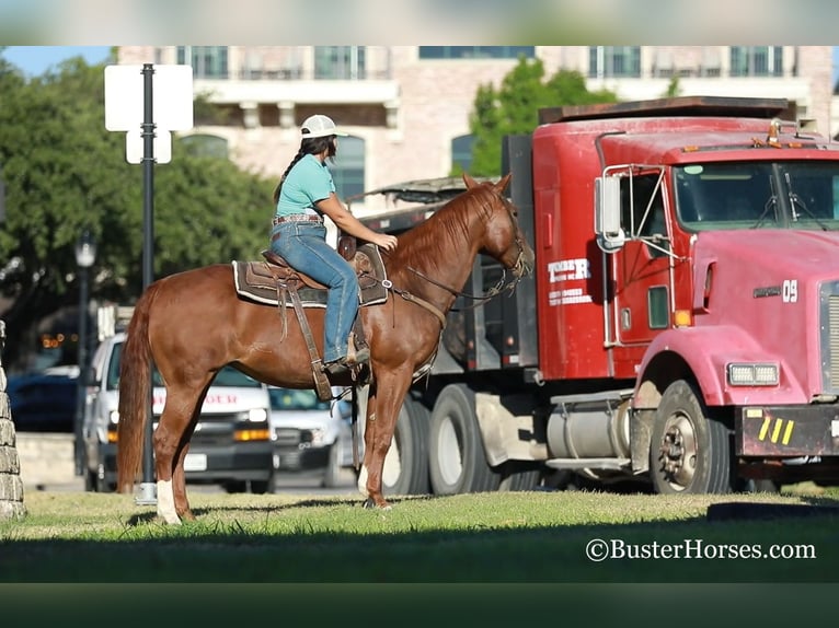 Quarter horse américain Jument 15 Ans 152 cm Alezan brûlé in WEATHERFORD, TX