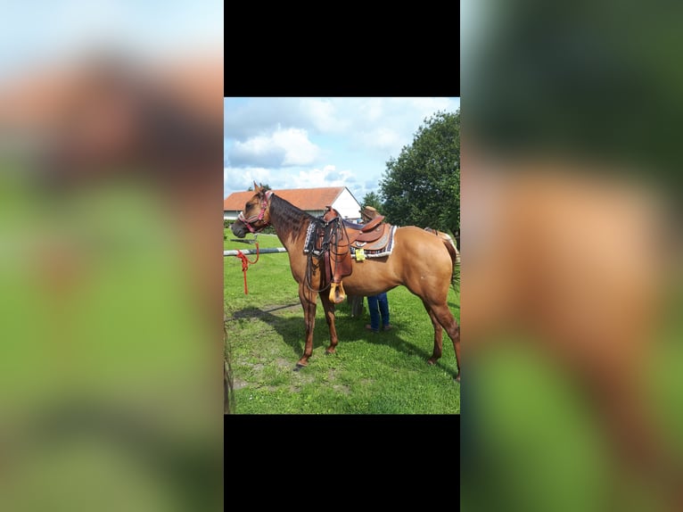 Quarter horse américain Jument 15 Ans 152 cm Alezan dun in Dortmund