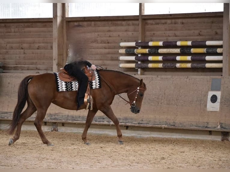 Quarter horse américain Jument 15 Ans 152 cm Alezan in Stöttwang