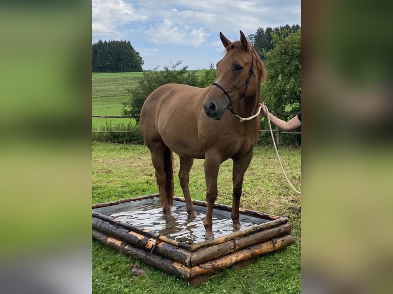 Quarter horse américain Jument 15 Ans 152 cm Alezan in Stöttwang