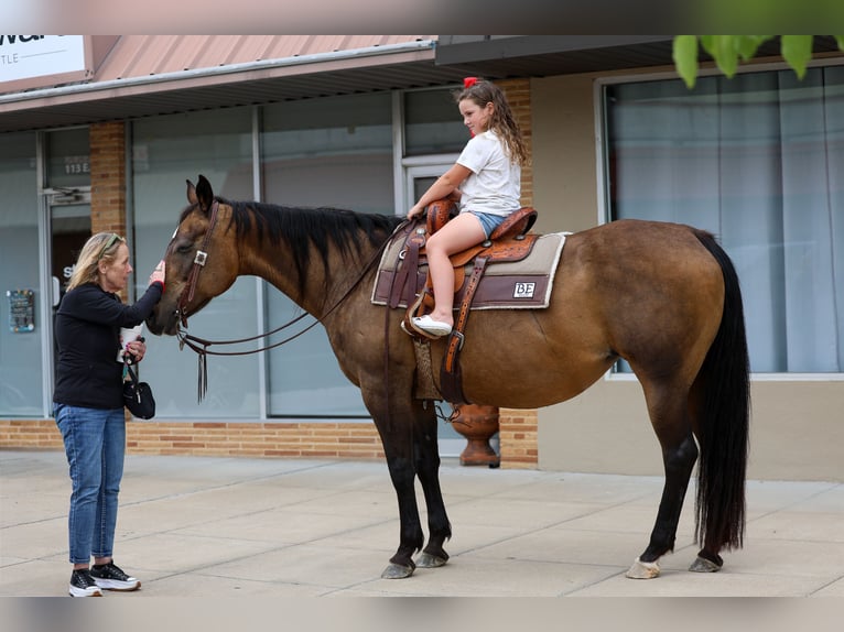 Quarter horse américain Jument 15 Ans 152 cm Bai cerise in Forney