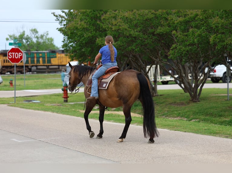 Quarter horse américain Jument 15 Ans 152 cm Bai cerise in Forney
