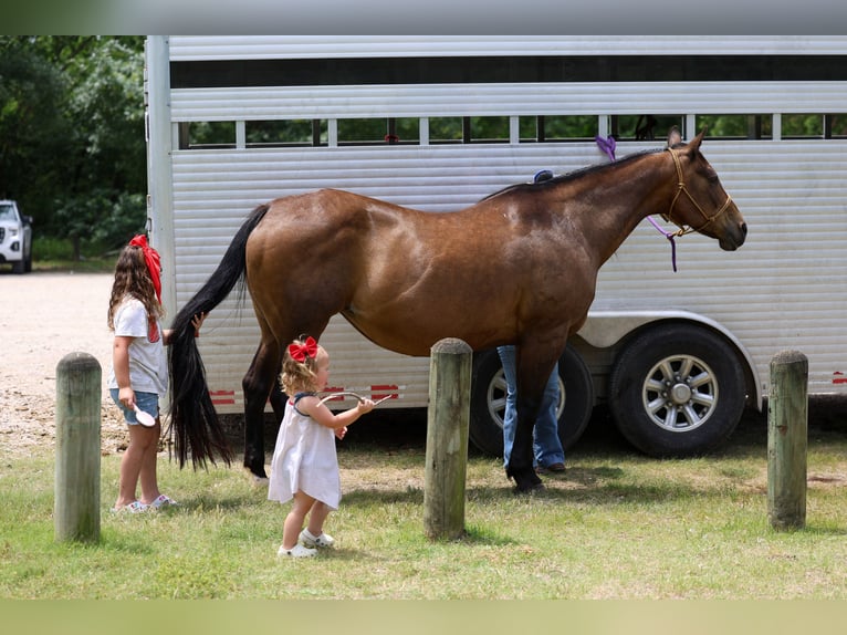 Quarter horse américain Jument 15 Ans 152 cm Bai cerise in Forney