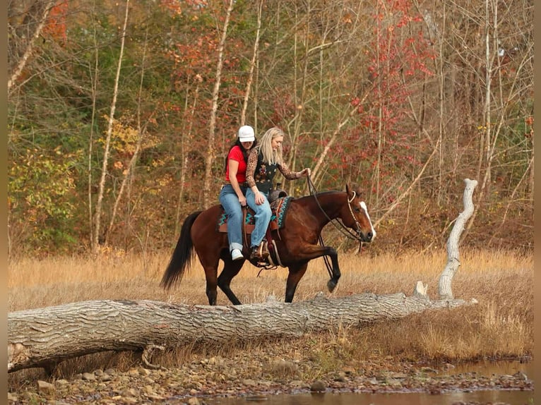 Quarter horse américain Jument 15 Ans 152 cm Bai cerise in Quitman