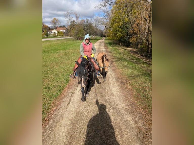 Quarter horse américain Jument 15 Ans 152 cm Bai cerise in Quitman