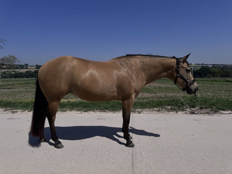 Quarter horse américain Jument 15 Ans 152 cm Buckskin in Altenriet