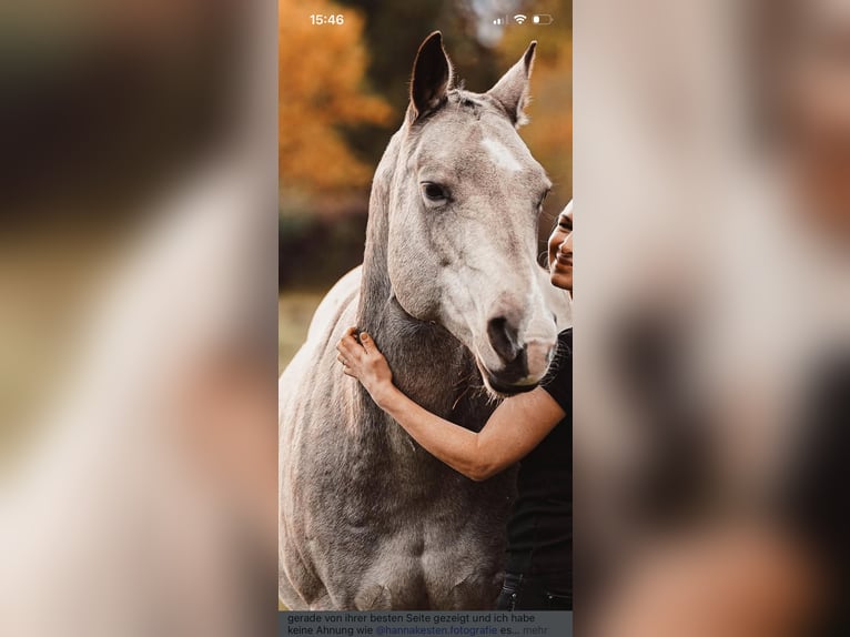 Quarter horse américain Jument 15 Ans 152 cm Buckskin in Oranienburg