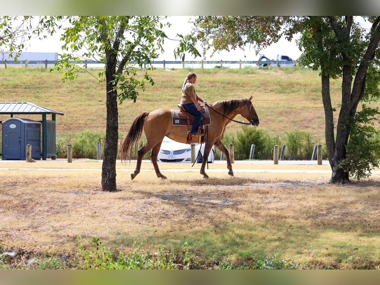Quarter horse américain Jument 15 Ans 152 cm Isabelle in Terrell