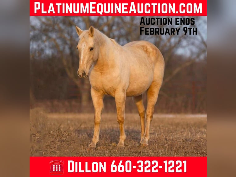 Quarter horse américain Jument 15 Ans 152 cm Palomino in Carrolton MO