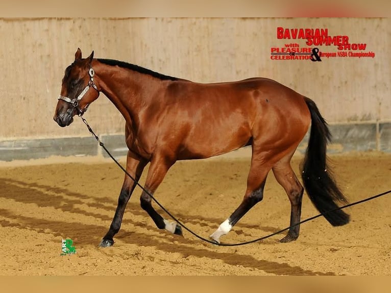 Quarter horse américain Jument 15 Ans 154 cm Bai in Pyhra