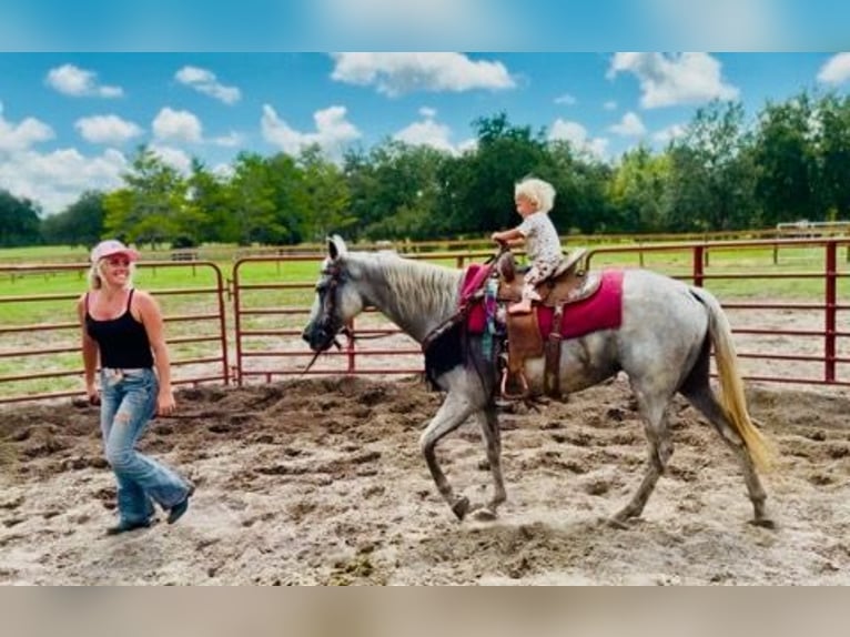 Quarter horse américain Jument 15 Ans 155 cm Gris in Bronson