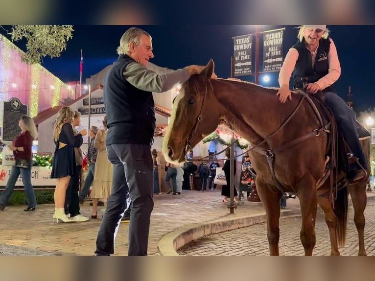 Quarter horse américain Jument 15 Ans 157 cm Alezan cuivré in Weatherford TX