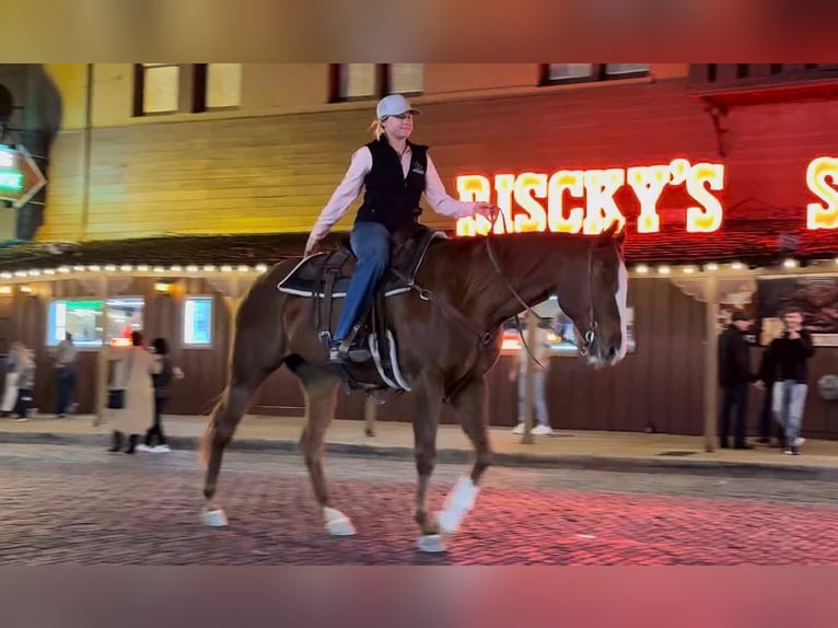 Quarter horse américain Jument 15 Ans 157 cm Alezan cuivré in Weatherford TX