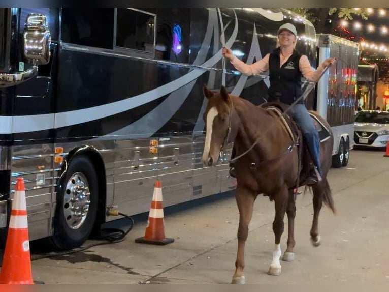 Quarter horse américain Jument 15 Ans 157 cm Alezan cuivré in Weatherford TX