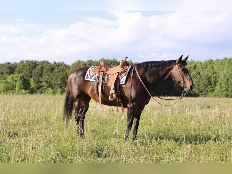 Quarter horse américain Jument 15 Ans 157 cm Bai cerise in Moydock NC