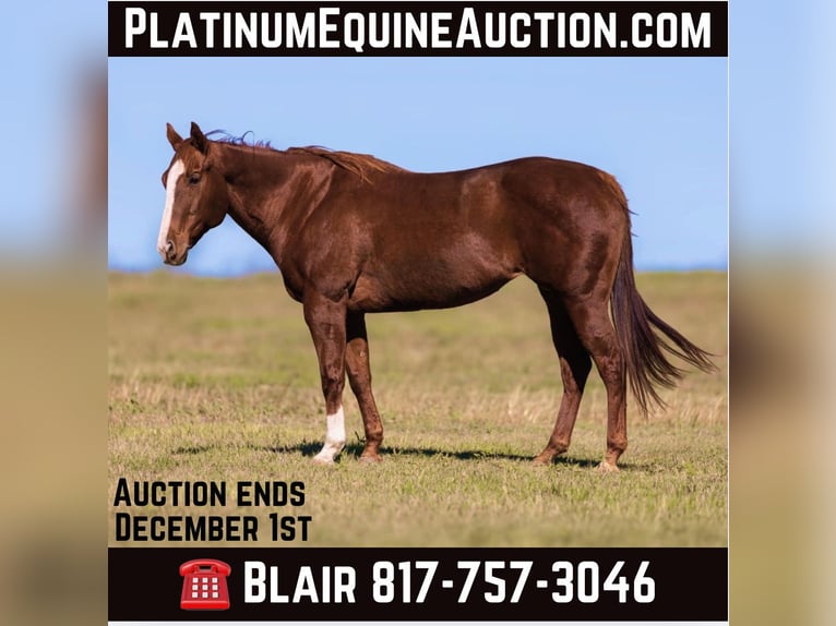 Quarter horse américain Jument 15 Ans Alezan brûlé in Weatherford TX