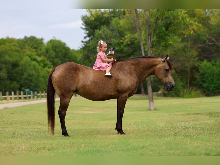 Quarter horse américain Jument 15 Ans Buckskin in Terrell