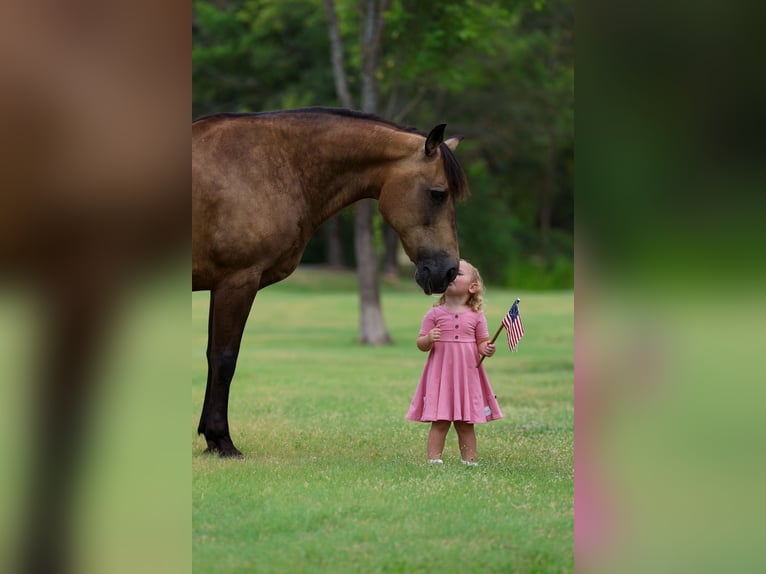 Quarter horse américain Jument 15 Ans Buckskin in Terrell