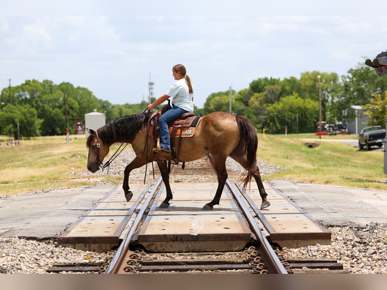 Quarter horse américain Jument 15 Ans Buckskin in Terrell