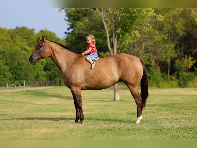 Quarter horse américain Jument 15 Ans Isabelle in Terrell