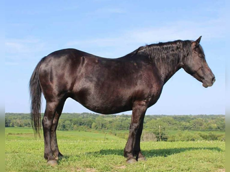 Quarter horse américain Jument 15 Ans Noir in Princeton MO
