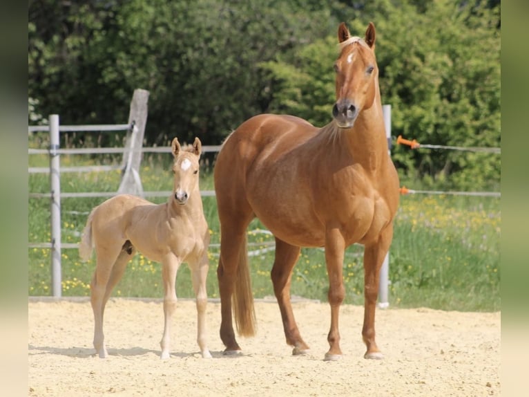 Quarter horse américain Jument 16 Ans 148 cm Palomino in Driedorf