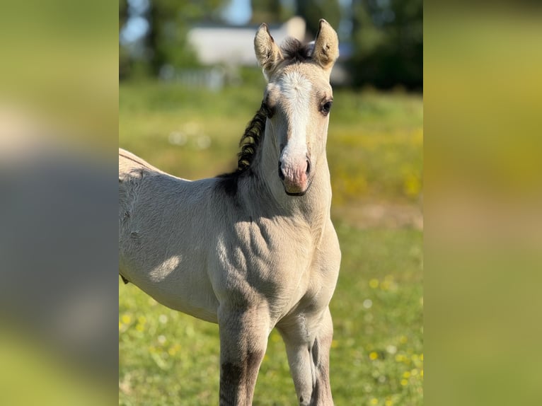 Quarter horse américain Jument 16 Ans 150 cm Bai brun foncé in Rostock