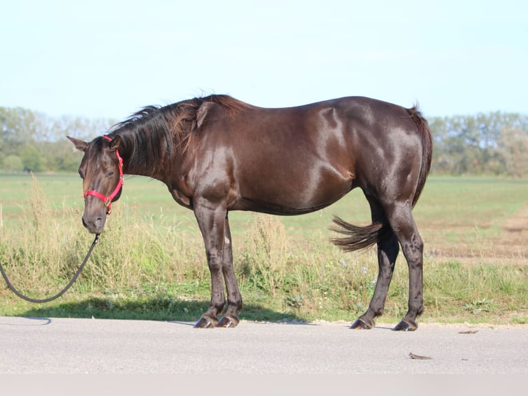 Quarter horse américain Jument 16 Ans 150 cm Bai brun foncé in Rostock