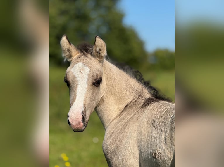 Quarter horse américain Jument 16 Ans 150 cm Bai brun foncé in Rostock